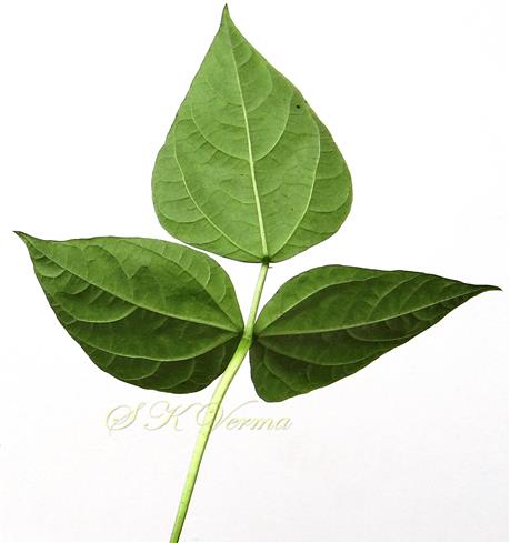  Leaf-Abaxial view